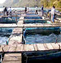 Raising of fish seed in cages Raising of fish seed in cages