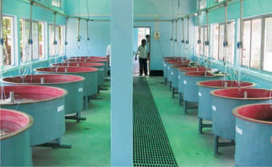 Hatchery Hatchery