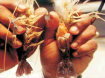 Giant freshwater prawn - image1 Giant freshwater prawn - image1