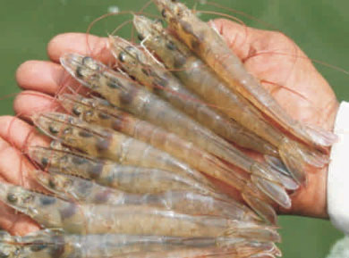 Pacific White Shrimp Pacific White Shrimp