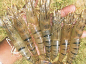 Tiger shrimp Tiger shrimp