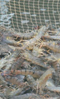 Tiger shrimp - Image1 Tiger shrimp - Image1