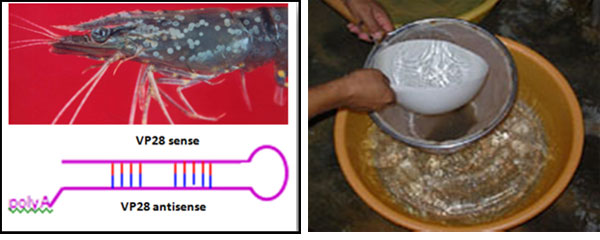 WSSV DNA vaccine WSSV DNA vaccine