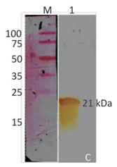 White-tail disease (WTD) - image1 White-tail disease (WTD) - image1