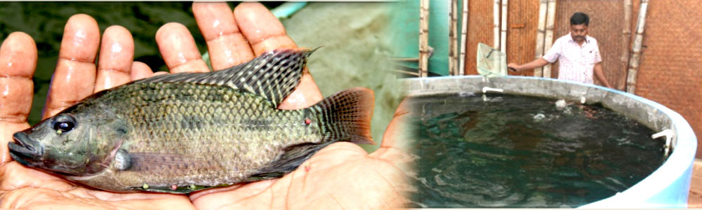 Aquaculture