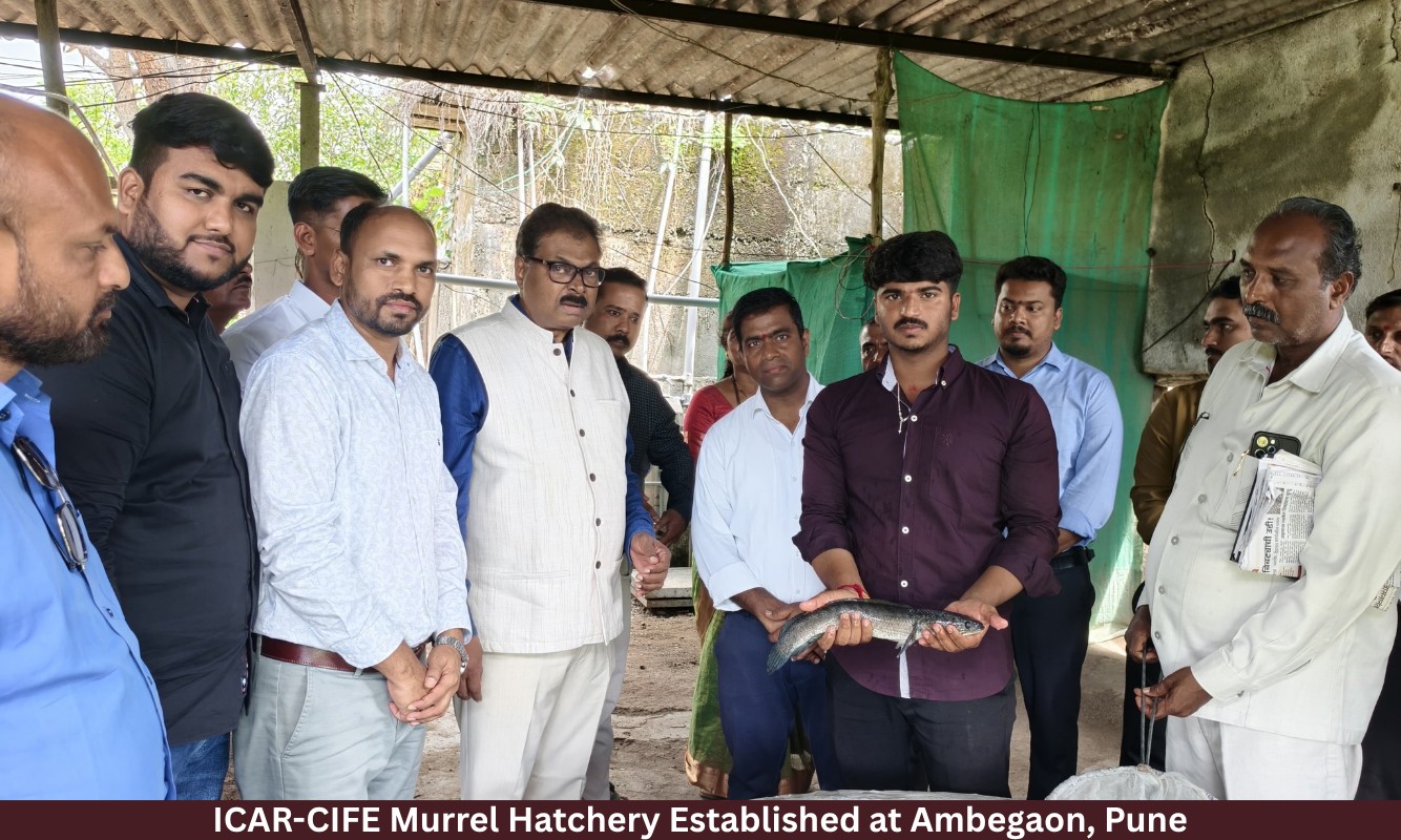 ICAR-CIFE Murrel Hatchery Established at Ambegaon, Pune
