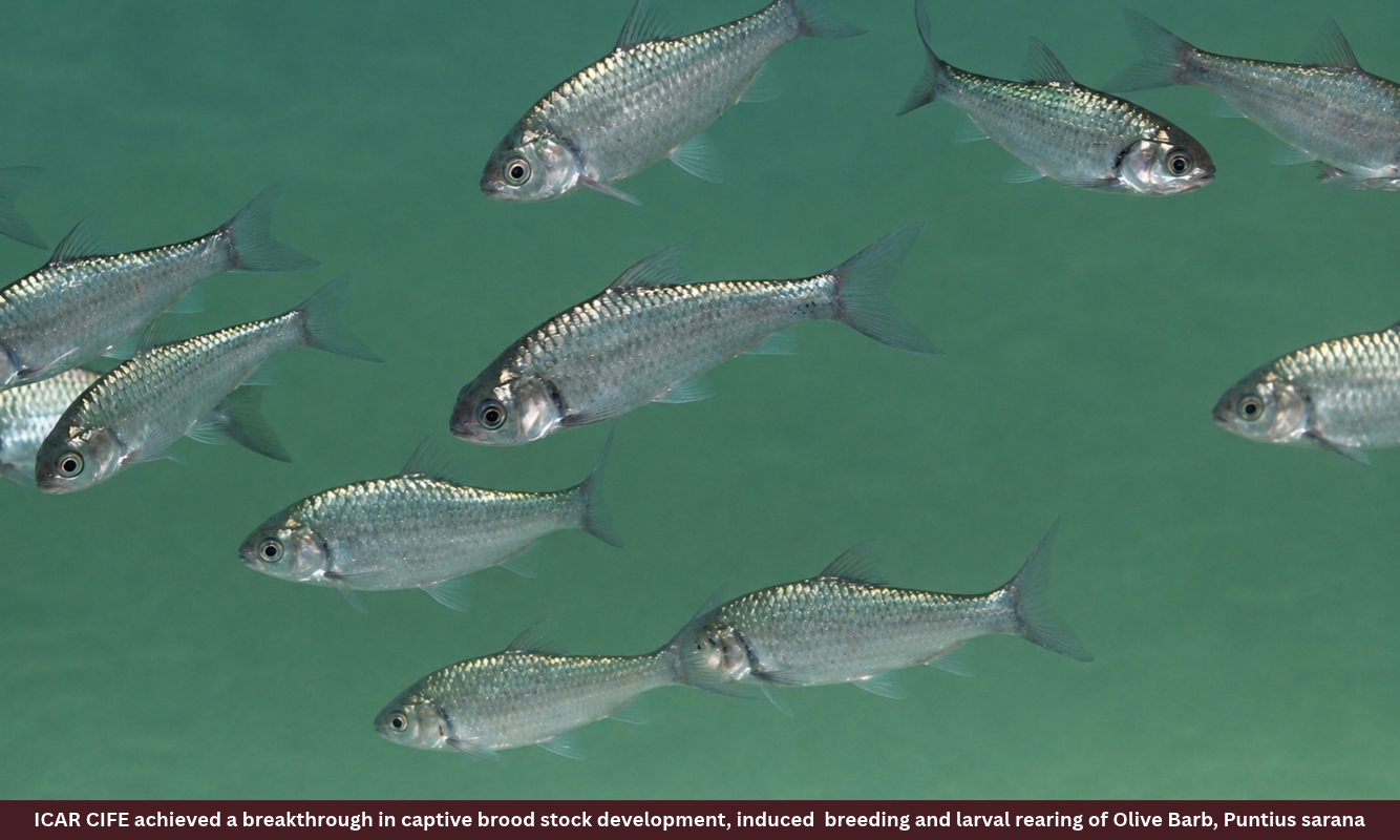 ICAR CIFE achieved a breakthrough in captive brood stock development, induced  breeding and larval rearing of Olive Barb, Puntius sarana