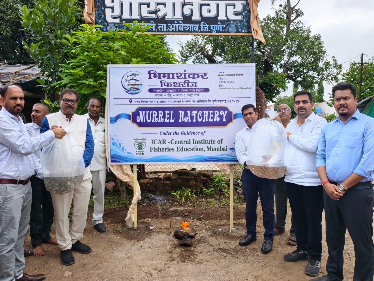 Image of Establishment of Maharashtra’s First Murrel (Channa striata) Fish…