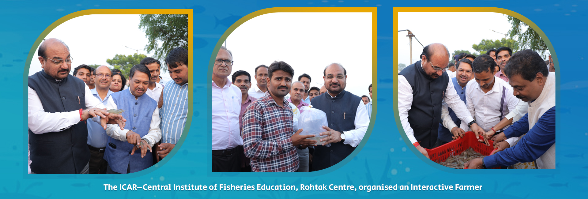 Shrimp Harvest and distribution of Genetically Improved Common carp seed to farmers