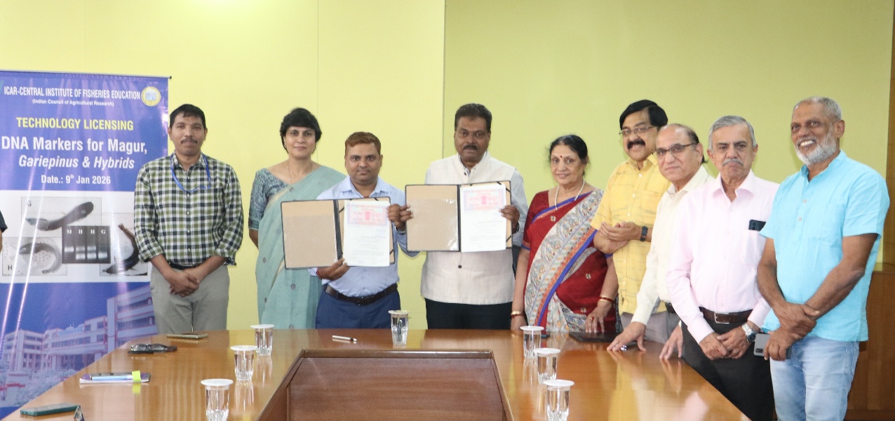 ICAR-CIFE ने Clarias magur, C.  gariepinus और हाइब्रिड के लिए सिंगल-… की छवि