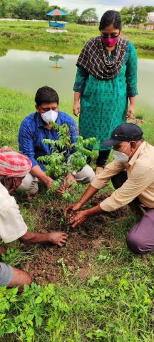 Report on Plantation Drive on ICAR’s 93rd Foundation Day